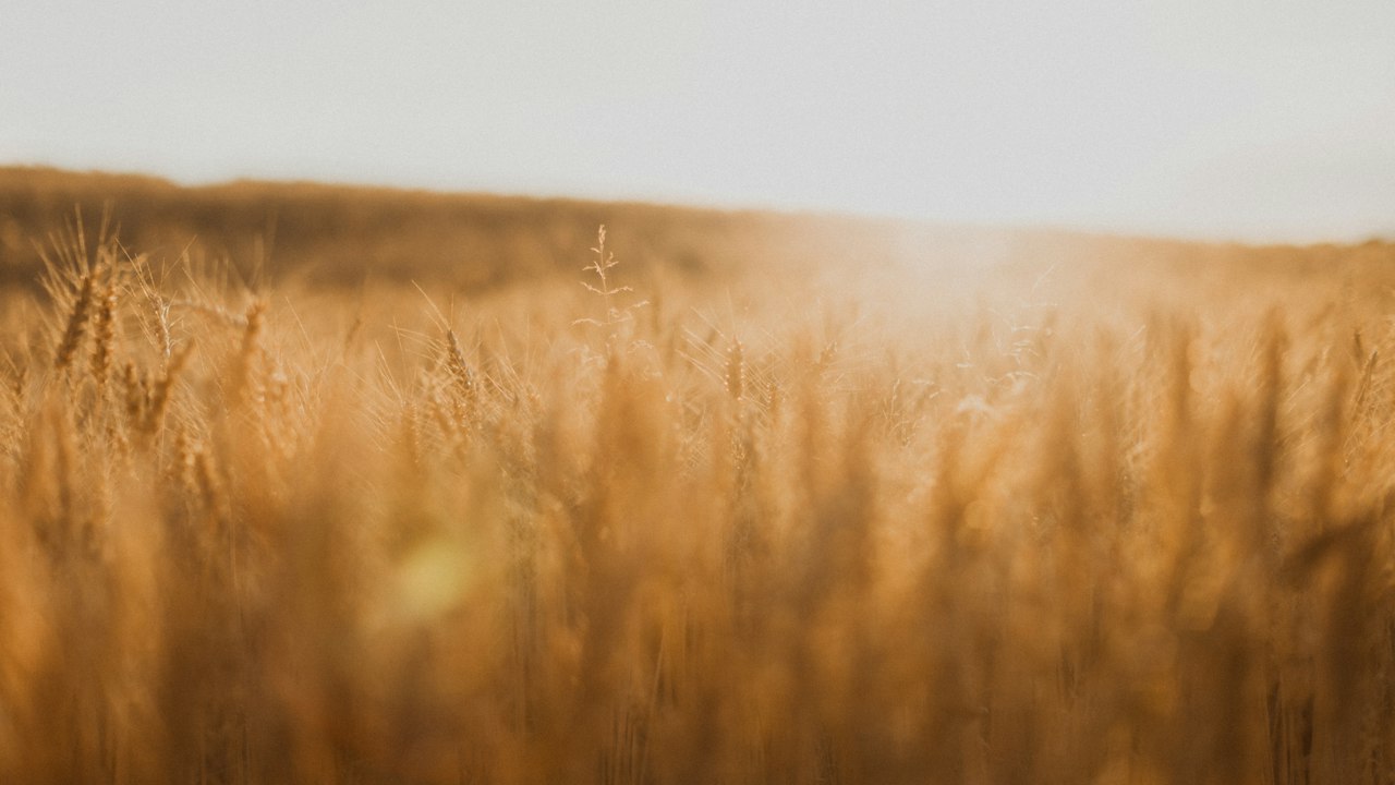 A field of golden wheat under a warm evening sky.